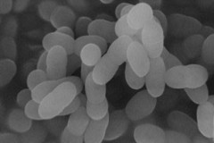 长崎大学公布针对新冠肺炎（COVID-19）患者使用Plasma乳酸菌的特定临床试验结果