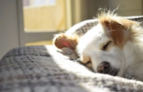 发病后几乎100%致死?狂犬病的威力为什么如此强烈