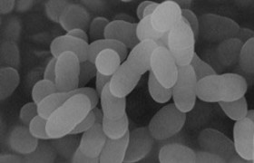 长崎大学公布针对新冠肺炎（COVID-19）患者使用Plasma乳酸菌的特定临床试验结果